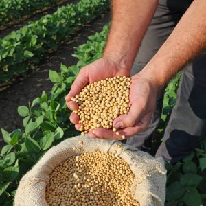 Soybean grain in a hands of successful farmer, in a background g